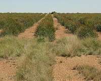The secrets of secretion: isolating eucalyptus genes for oils, biofuel