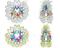 Human cells, hardy microbes share common ancestor