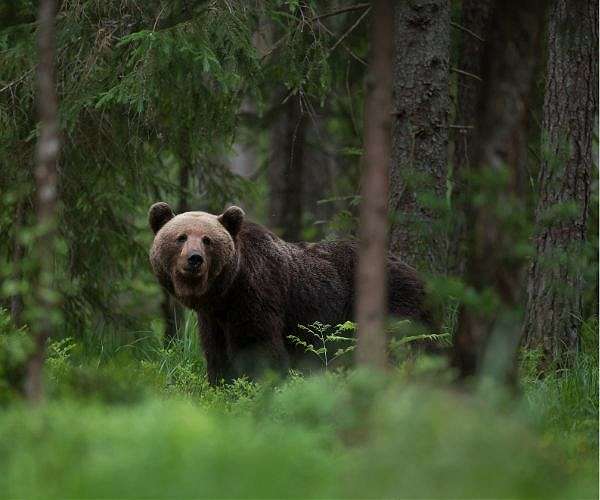 Keep or cull? Romania divided over its bear population