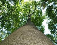 Broadleaf trees show reduced sensitivity to global warming