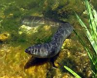 With magnetic map, young eels catch a 'free ride' to Europe
