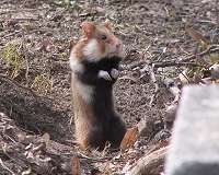 Corn turning French hamsters into deranged cannibals: research