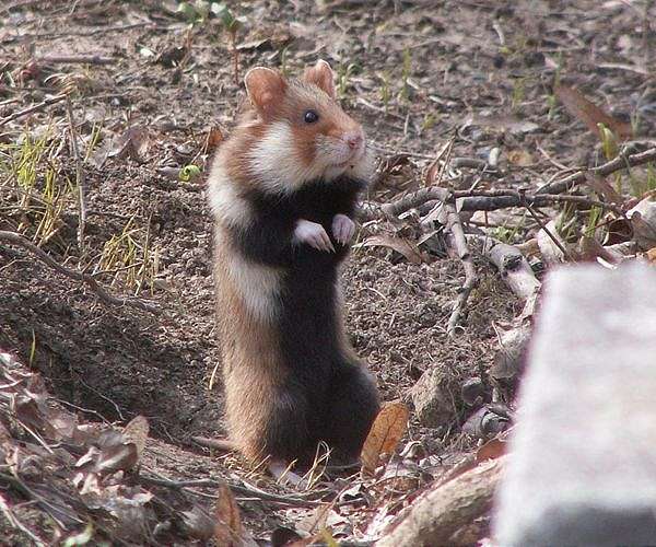 Hong Kong to resume hamster imports a year after mass cull