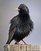 Uniquely Human Component Of Language Found In Gregarious Birds