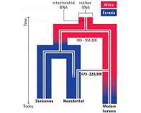 DNA of early Neanderthal gives timeline for new modern human-related dispersal from Africa