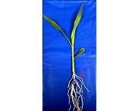 Crop roots enact austerity measures during drought to bank water