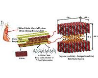 Advanced composites may borrow designs from deep-sea shrimp
