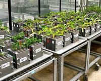 Mechanism identified for plants to recover from heat stress
