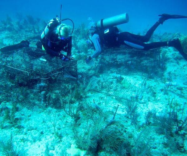 Florida coral reef still struggling after 2023 heat wave