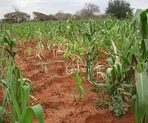 Climate change to shift Kenya's breadbaskets
