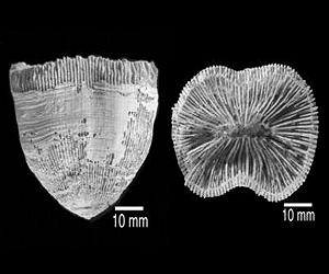 Ancient Corals Provide Insight On The Future Of Caribbean Reefs