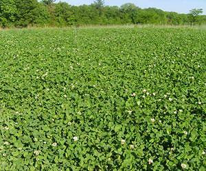 Time is ticking for some crop's wild relatives