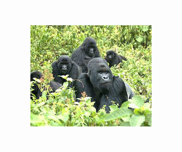 East DR Congo rebel crisis threatens endangered mountain gorillas