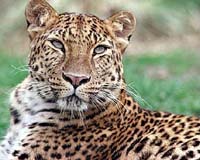 First Far Eastern Leopard Captured In Southeast Russia