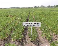 Characteristics improving bean resistance to drought identified