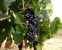 Mitsubishi Electric Will Power Large Solar Winery Project
