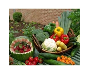 Russia Questions Dutch Vegetable Safety