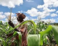 Can 'reading' leaves lead to more drought-tolerant crops