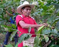 CentrAm coffee growers struggle to adapt to climate change