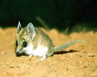 Behavioral Studies Show UV Contributes To Marsupial Color Vision