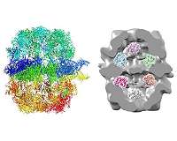 Petrol and jet fuel alternatives are produced by yeast cell factories