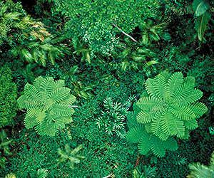 Ancient plant-fungal partnerships reveal how the world became green