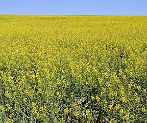 Food vs. fuel: Is there surplus land for bioenergy?