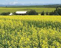 Cultivating cool-for-cash-crop