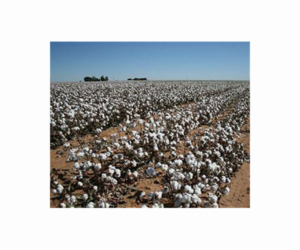 Cotton latest Australian product to be 'targeted' by China