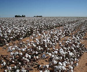 Texas cotton getting a genetic 'tune-up'