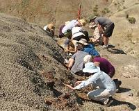 What a 66-million-year-old forest fire reveals about the last days of the dinosaurs