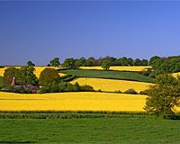 Oilseed Rape Grown For Biofuel Can Help Clean Up Toxic Soils