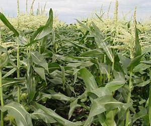 Sweeten up your profits with the right hybrid