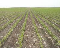 Study: Eliminating GMOs would hurt environment, economy