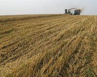 French wheat output headed for 30-year low