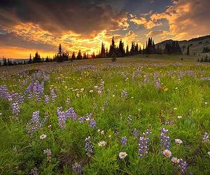 Non-native plants show a greater response than native wildflowers to climate change