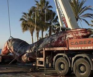 The fin whale, under more threat in the Mediterranean than thought