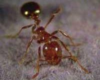 European fire ant impacts forest ecosystems by helping alien plants spread