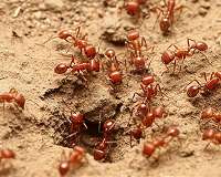 Risk aversion helps ants avoid obstacles, predators