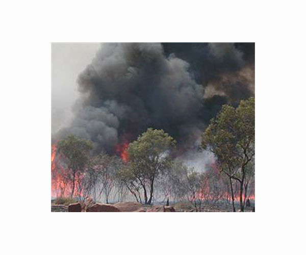 'Red alert': Fires drive tropical forest loss to record high