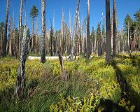 Wildfire management or fire suppression
