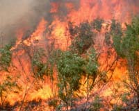 20 die in South African blazes