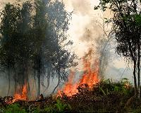Indonesian province declares alert as haze fears grow
