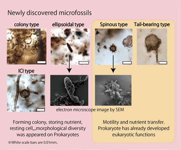 Discovery of new types of microfossils may answer an age-old scientific question