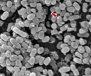 Ahoy! First ocean vesicles spotted