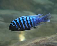 Multiple Genes Permit Related Fish Species To Mix, Match Their Color Vision