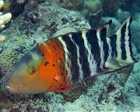 Tough times for the tree of life on coral reefs