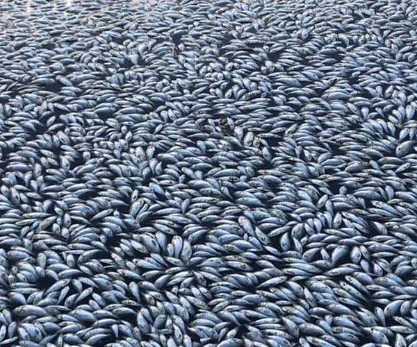 A quarter of freshwater species face extinction: study