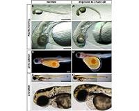 Five years of research since the Deepwater Horizon oil spill