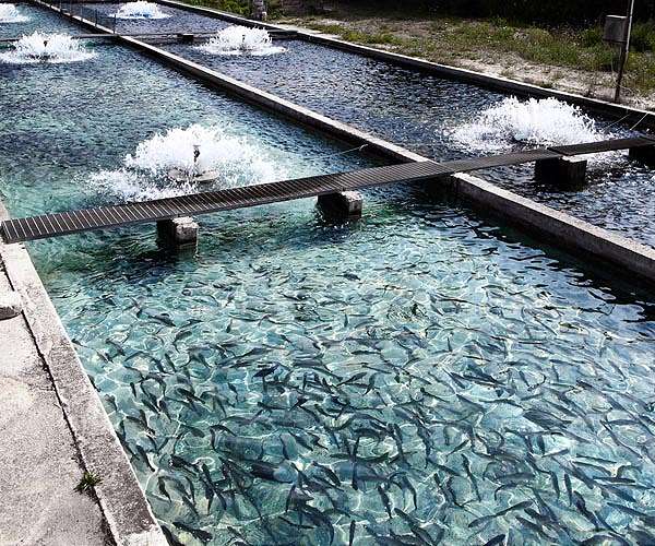 Bjork, Rosalia team up against Iceland fish farms